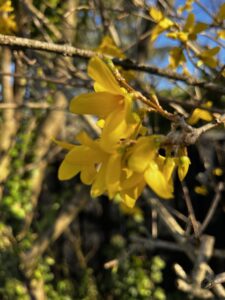 Frühling / Primavera